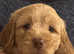 Gorgeous Labradoodles - ready now!