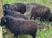 Ouessant ewes x5 born April 22