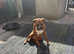 Boxer dogs