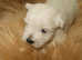 Westie puppies