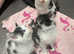 Beautiful long haired kittens ready to leave tomorrow.