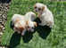 Cavachon Puppies