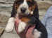 BASSET HOUND PUPPIES