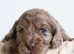 Health tested chocolate Merle F2B cockapoo litter