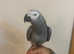 HandReared Super Tame Talking African Grey Parrot,19