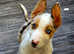 Red merle border collie puppy