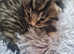 3 absolutely gorgeous tabby/Cyprus kittens