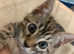 Jackie One Year Old Bengal Cat