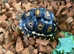 Leopard Tortoise Hatchlings- Rare Colouring