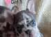 Gorgeous litter of 5 French Bulldog Puppies