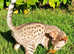 Savannah kitten - READY NOW