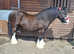 Ash 13.2hh cob gelding