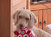Clumber spaniel