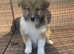 Stunning rough collie x boarder collie puppies for sale