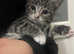 Bengal x kittens ready for new home