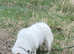 2yrs Samoyed female
