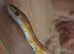 Corn snake