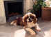 1 Beautiful MALE Red F1 Cavapoo Puppy