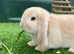 2X male lop eared bunnies