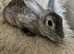Rex female for sale