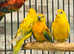 Beautiful baby yellow RedRump parrot