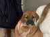 2 female dutch shepherd beagle mix pups!