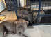 Six staff puppy for sale ready to go