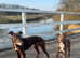 Chocolate lurcher boy