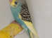 Beautiful Baby Budgies available!!!