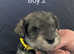 Minature schnauzer puppies looking for forever homes