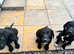9 week old springador puppy's looking for there forever homes