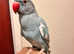 Rare pied blue hand tamed baby Indian ringnick