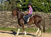 Section D, stunning looking gelding.