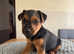 Lakeland terrier puppies for sale