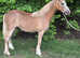 REGISTERED SEC A FILLY