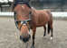Lovely 16'2 thoroughbred for sale