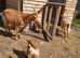 Golden Guernseys