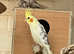 Stunning young DNA pair of cockatiels