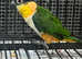 Stunning Baby Black Headed Caique Parrot,29