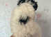 Yorkshire Biewer Terrier