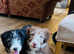 Quality Bearded Collie Puppies.
