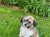 3 mini cavachon puppies