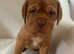 Pedigree Dogue De Bordeaux Puppies