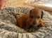 Pure Miniature dachshund puppies