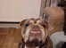 english bulldog