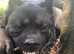 Female American Akita needs a new home