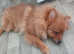 1 boy puppy for sale