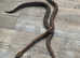 Dumeril's boa For sale