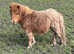 Registered yearling colt