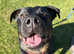 Rottweiler x GSD
